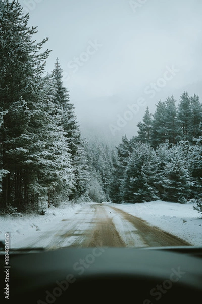 Obraz forest in winter