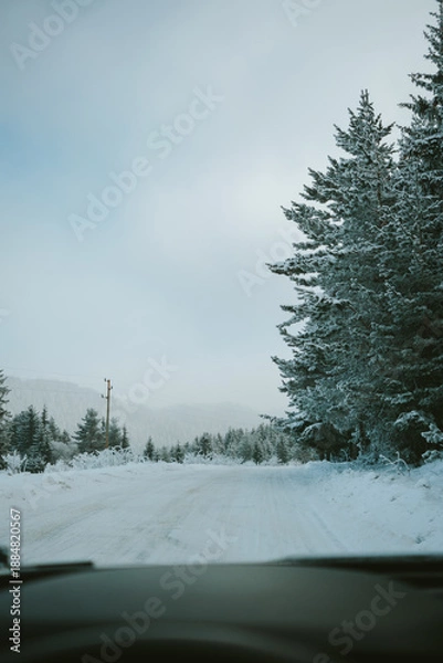 Obraz snow covered trees