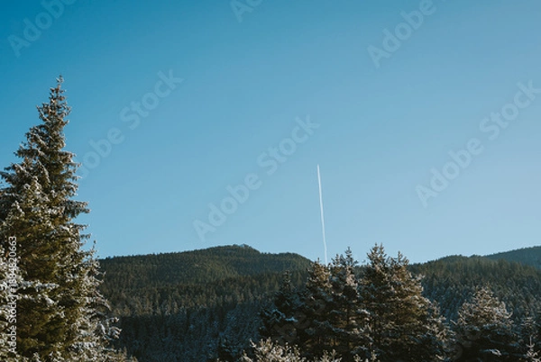 Obraz snow covered trees