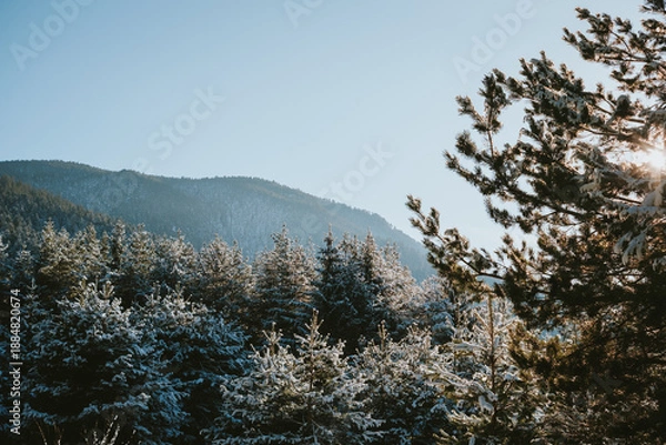 Obraz snow covered trees