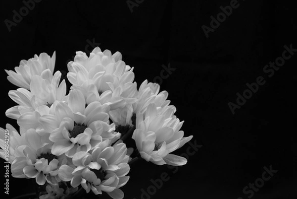 Fototapeta 黒背景の白菊