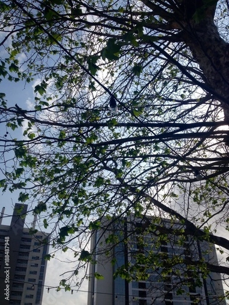 Obraz Natureza em meio a cidade