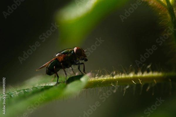 Obraz fly on green leaf