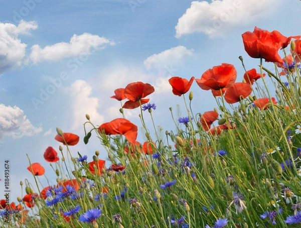 Fototapeta Summer happiness: meadow with red poppies :)