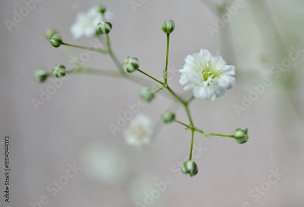 Obraz 可愛いかすみ草の花