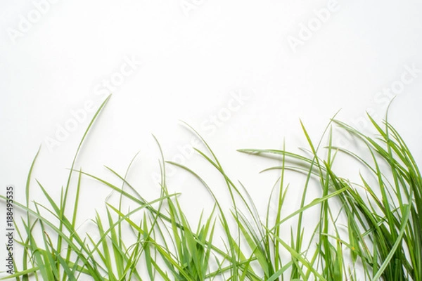 Fototapeta grass on white background , isolated