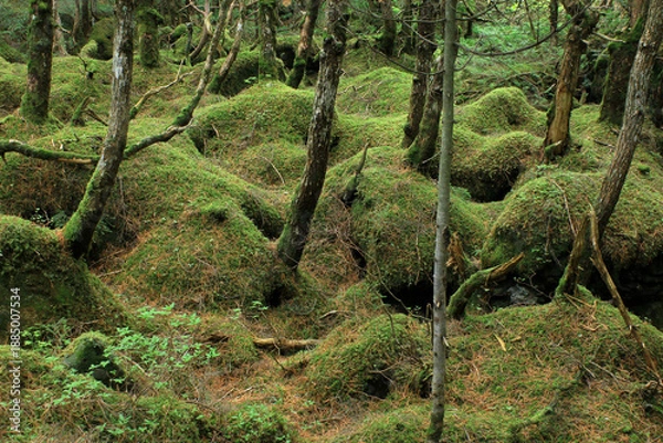 Obraz 白駒の池・苔と原生林