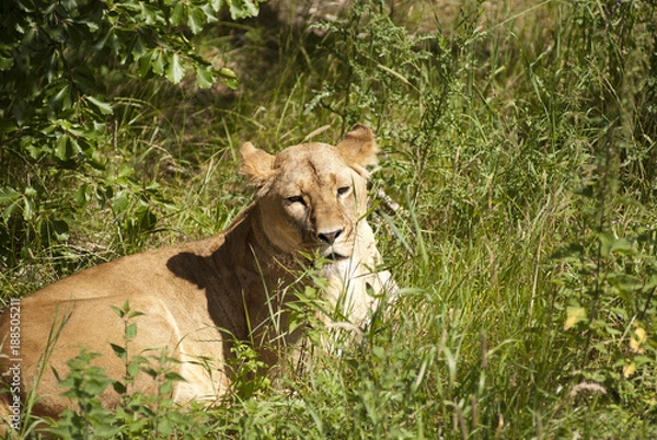 Obraz She lions that rests