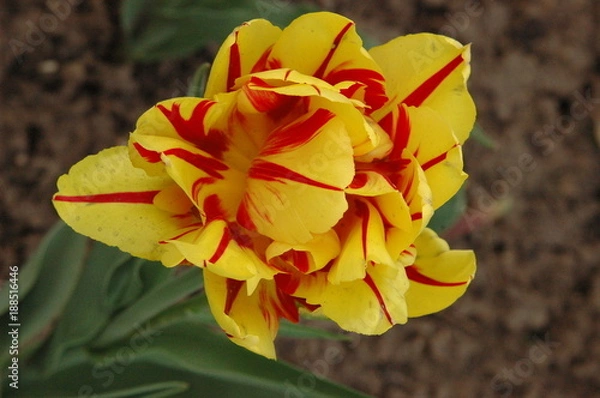 Fototapeta Terry tulip yellow-red