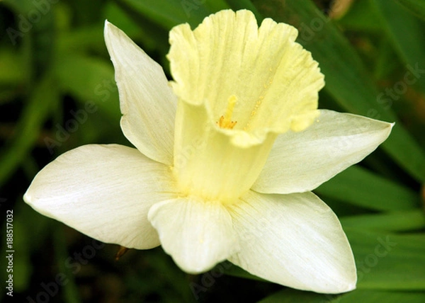 Fototapeta tender narcissus