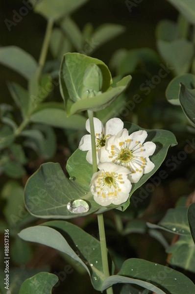 Obraz Flowers and dew