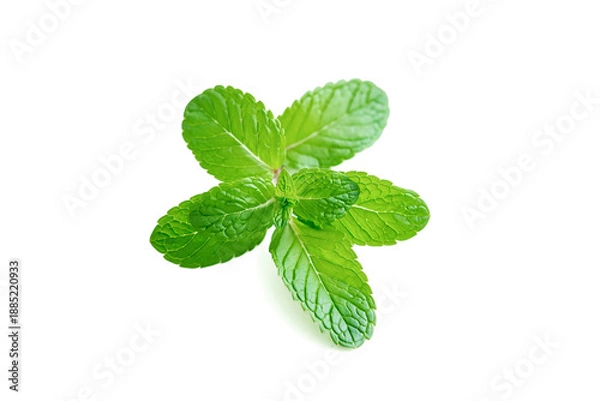 Obraz Mint leaf. Fresh mint on white background.