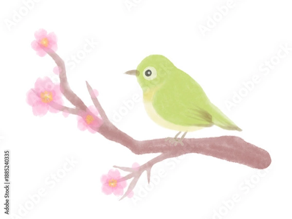 Obraz メジロと桜の水彩風イラスト