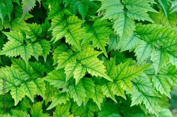 Obraz bright green leaves