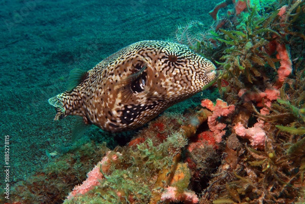 Obraz Map puffer fish in the ocean 