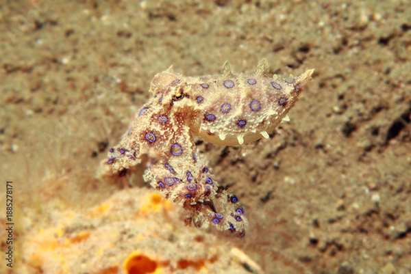 Obraz Blue ringed octopus swimming between corals