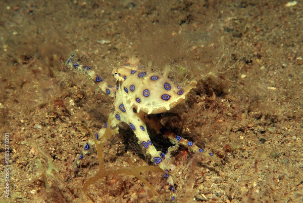 Obraz Blue ringed octopus swimming between corals