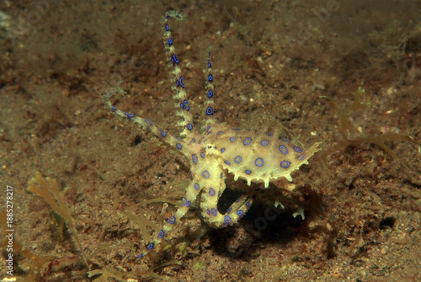 Obraz Blue ringed octopus swimming between corals