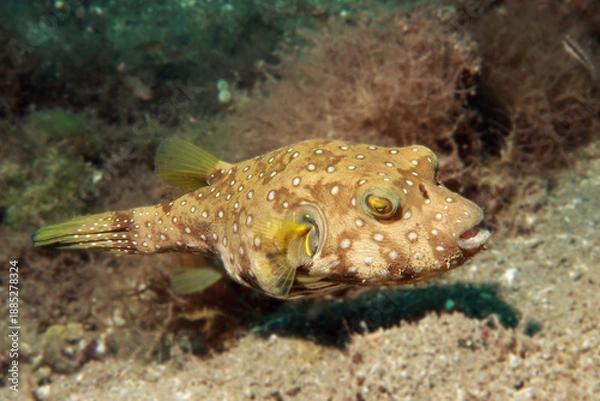 Obraz Whitespotted Puffer fish (Arothron hispidus)