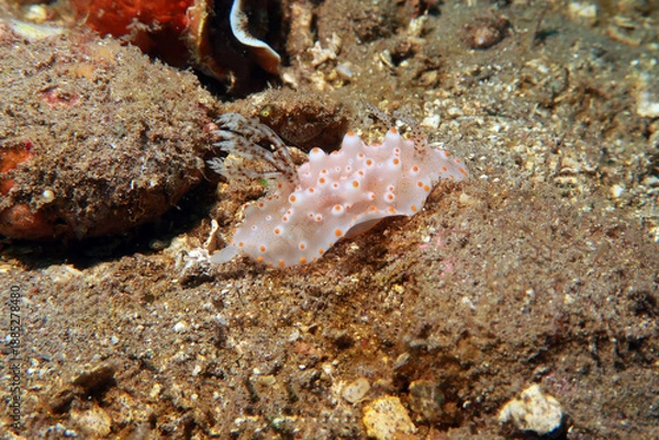 Obraz Halgerda Batangas from the Philippines