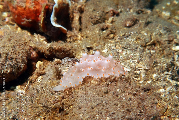 Obraz Halgerda Batangas from the Philippines