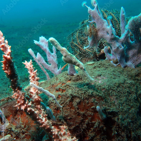 Obraz The velvet ghost pipefish 
