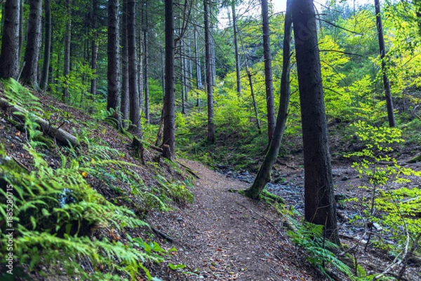 Obraz evergreen forest