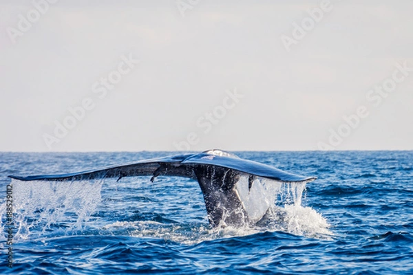 Obraz Blue whale tail