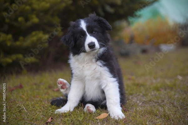Fototapeta szczeniak border collie jesienią siedzi