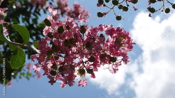 Obraz 美しい百日紅の花