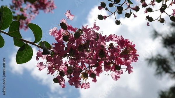 Obraz 美しい百日紅の花