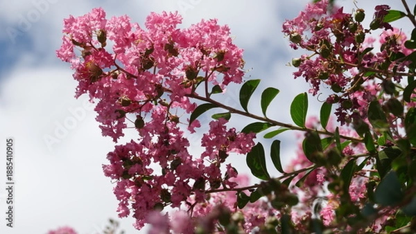 Obraz 美しい百日紅の花