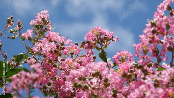 Obraz 美しい百日紅の花