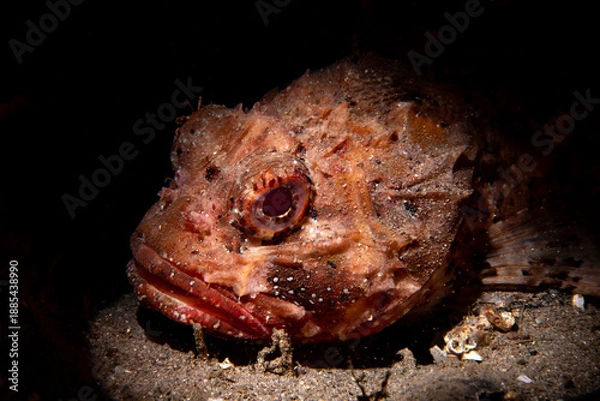 Obraz Dramatic Scorpionfish Portrait Underwater