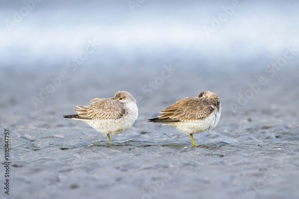 Obraz 干潟上で眠る2羽のコオバシギ