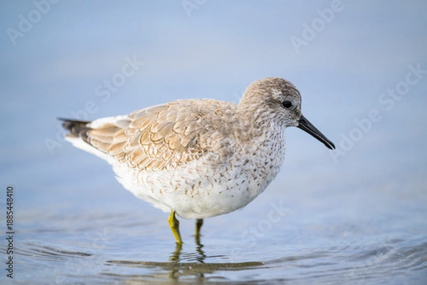 Obraz コオバシギの幼鳥