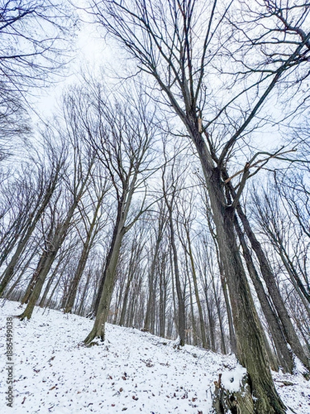 Obraz Snow-covered forest with tall leafless trees