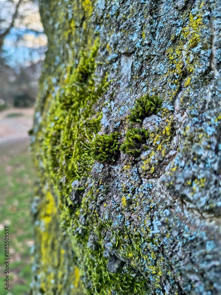 Obraz moss on tree in nature