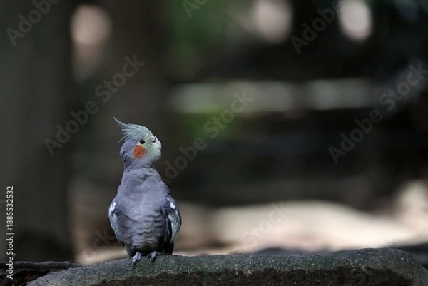 Fototapeta 岩の上で見上げるオカメインコ