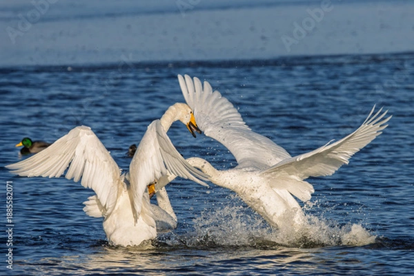 Obraz streitende Schwäne