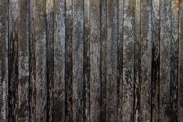 Fototapeta Tree background gray