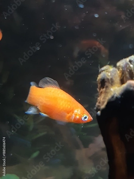 Obraz platy in a tank