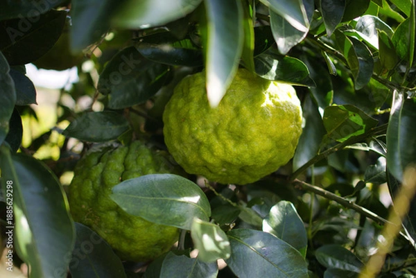 Obraz 木になる新鮮な緑の鬼ゆず