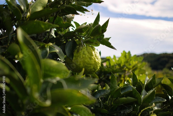 Obraz 木になる新鮮な緑の鬼ゆず