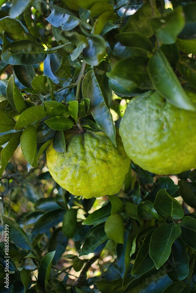 Obraz 木になる新鮮な緑の鬼ゆず