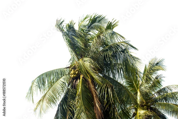 Obraz coconut palm tree isolated on transparent