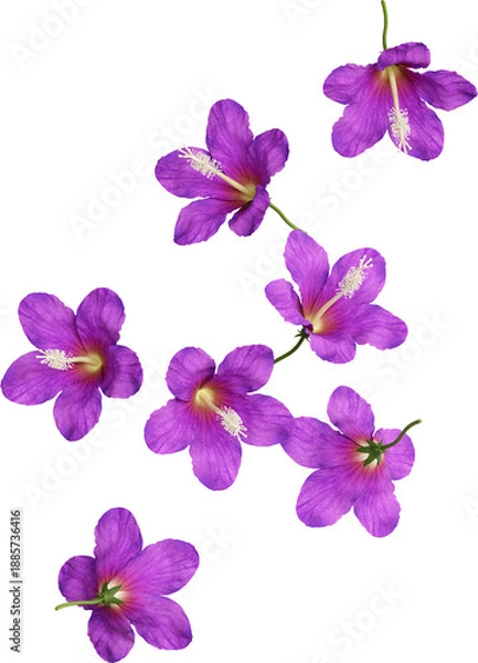 Obraz Falling Purple Hibiscus Flower  3D Render