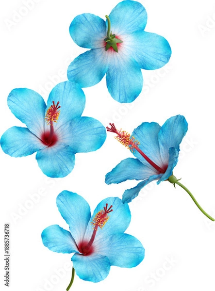 Obraz Falling Blue Hibiscus Flower