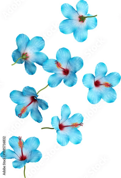 Obraz Falling Blue Hibiscus Flower