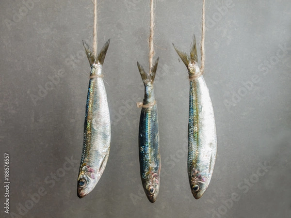 Fototapeta 3 sardines hanging on a thread against gray background